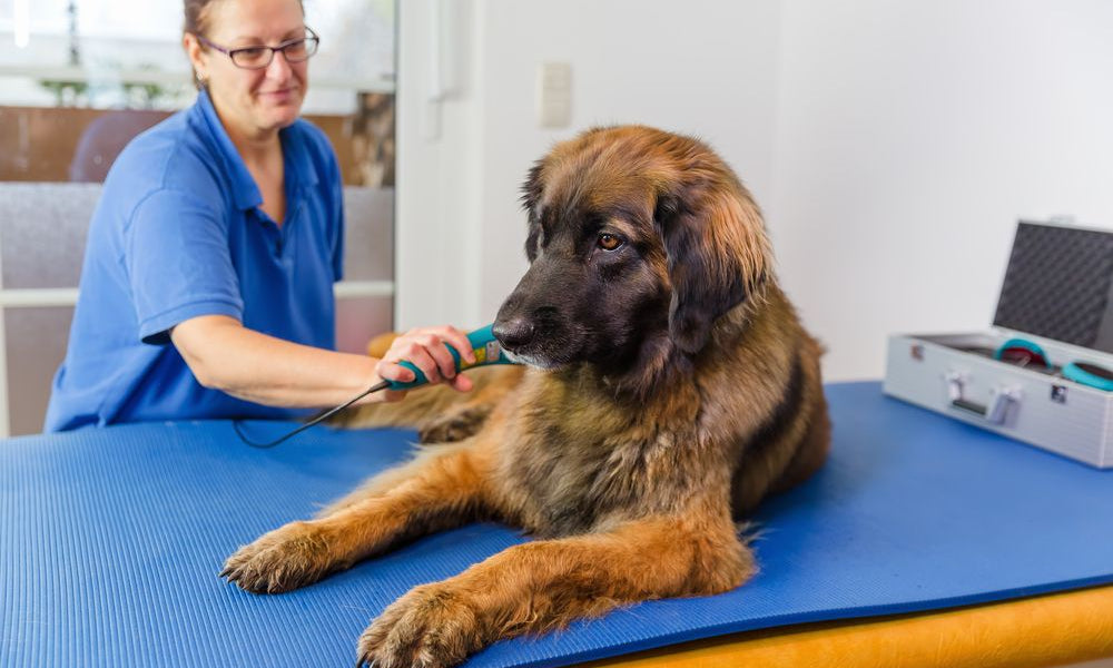 fisioterapista visita cane Leonberger in ambulatorio