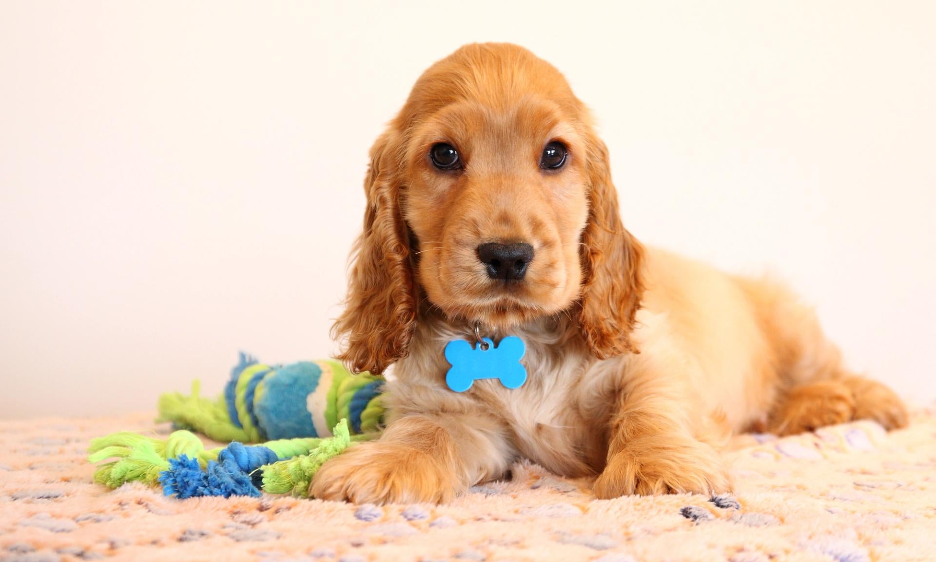 Cucciolo di Cocker Spaniel su una coperta con targhetta azzurra