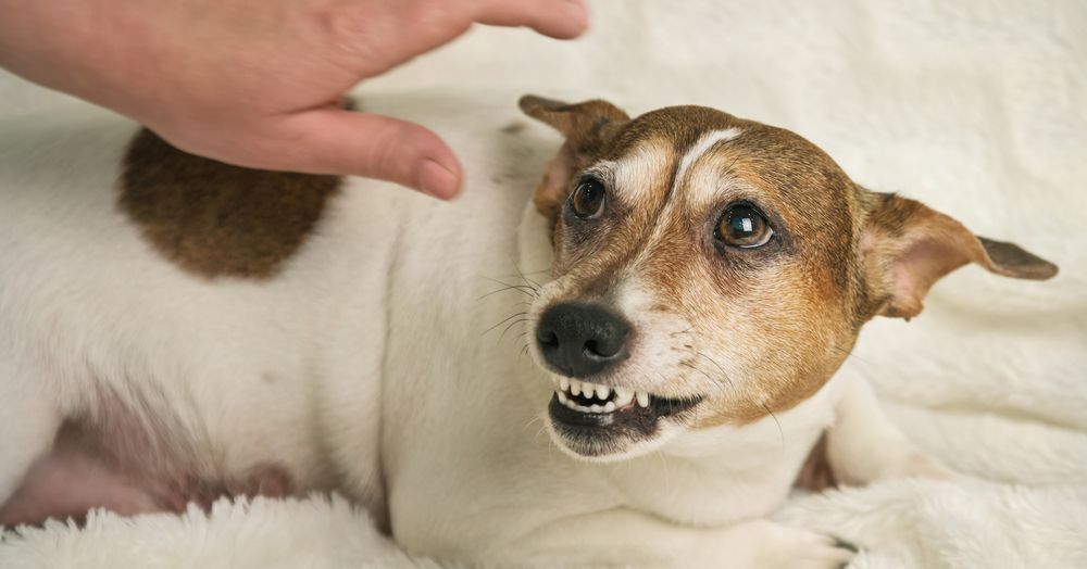 jack russell ringhia al padrone che lo vuole accarezzare