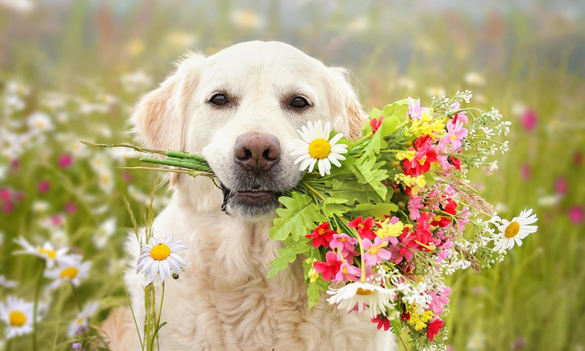 golden retriever con fiori