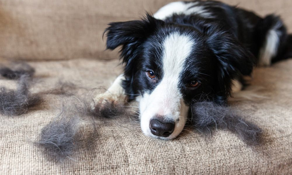 border collie sul divano con ciuffi di pelo