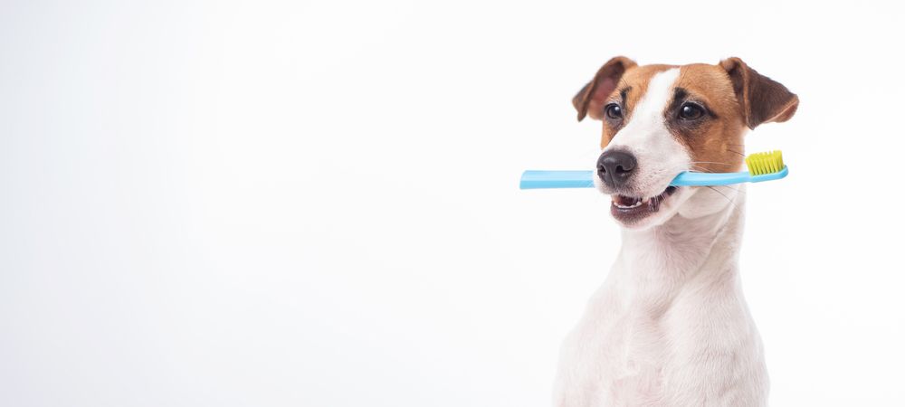 jack russell con spazzolino blu in bocca