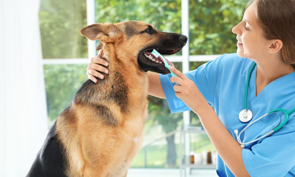 veterinaria pulisce denti a un pastore tedesco 