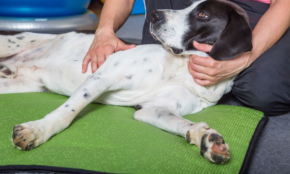 cane si fa diagnosticare artrosi