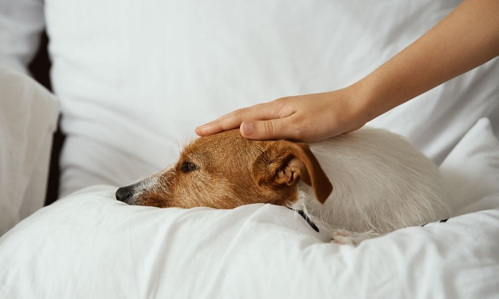 cane debole sdraiato a letto 