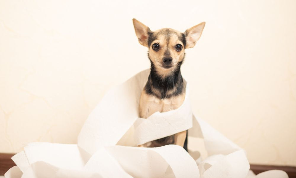 piccolo cane avvolto da carta igienica