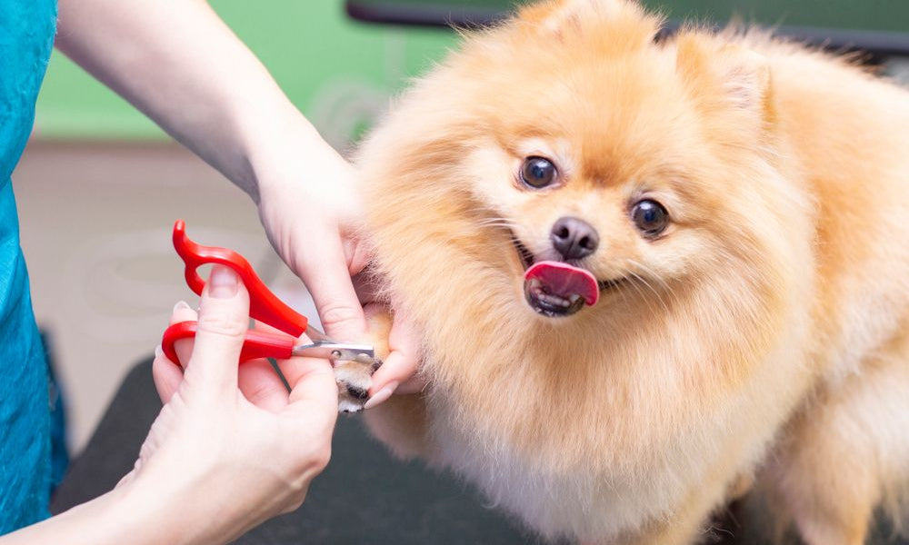 cane volpino a cui vengono tagliate le unghie