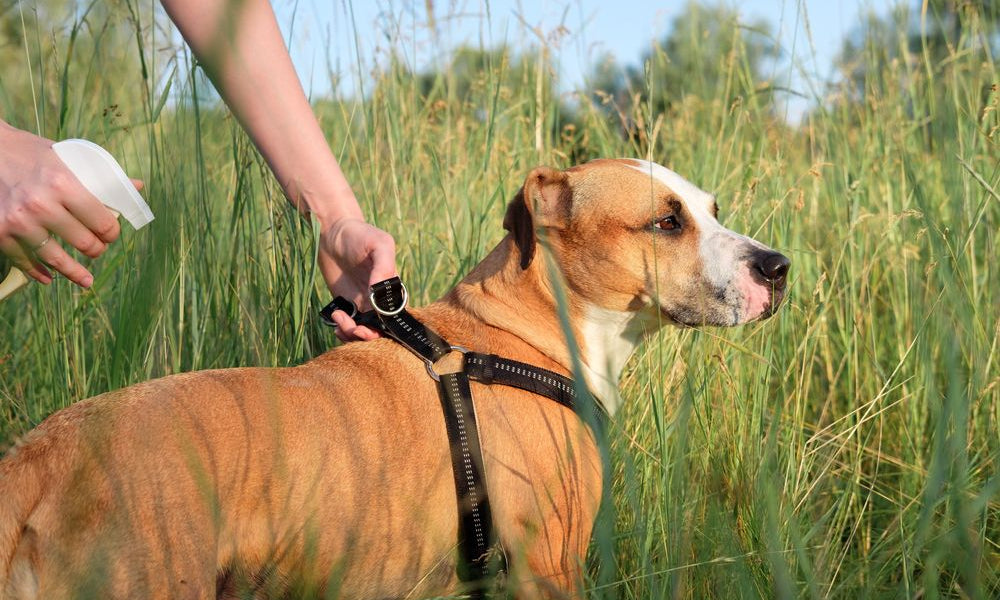 pitbull in mezzo al prato con padrone che gli spruzza antinsetti