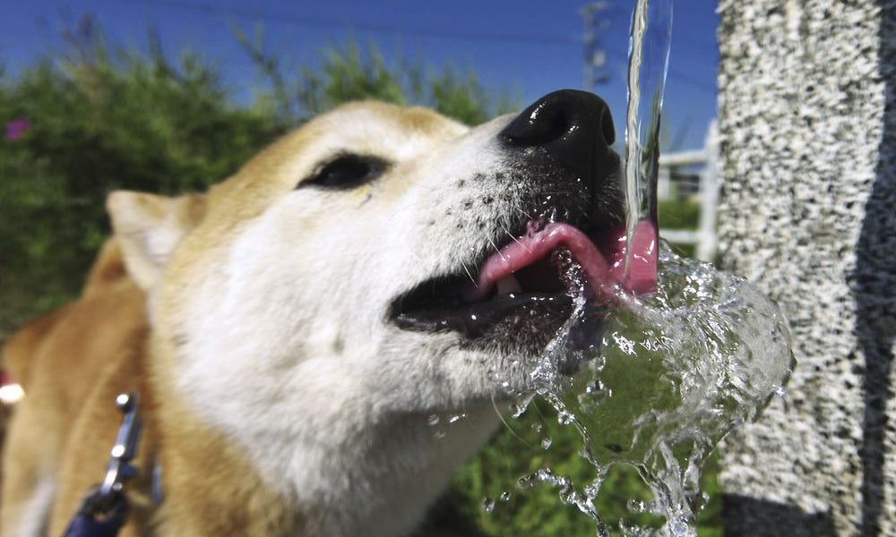 cane che beve