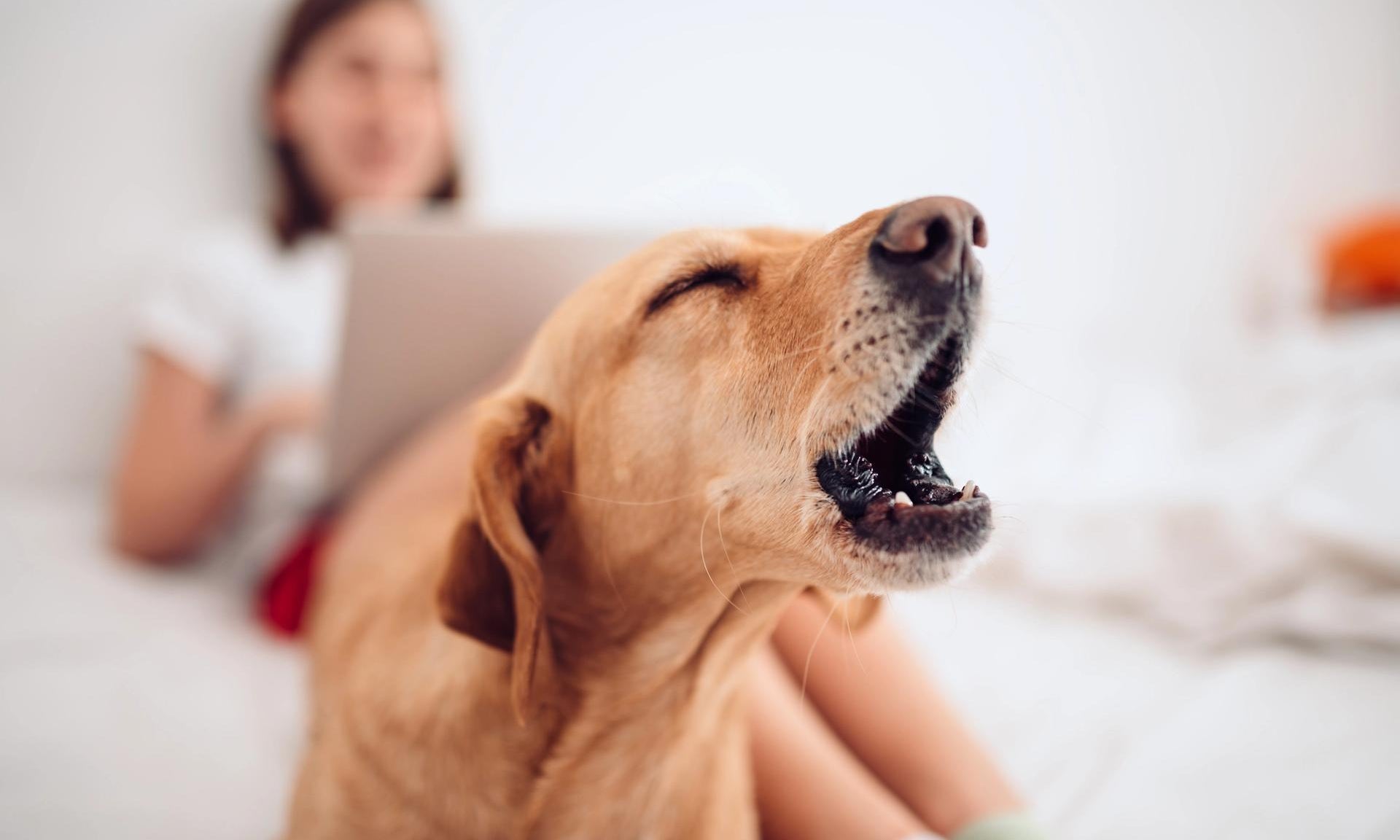 cane marrone sdraiato sul letto abbaia vicino a una ragazza che usa il laptop 