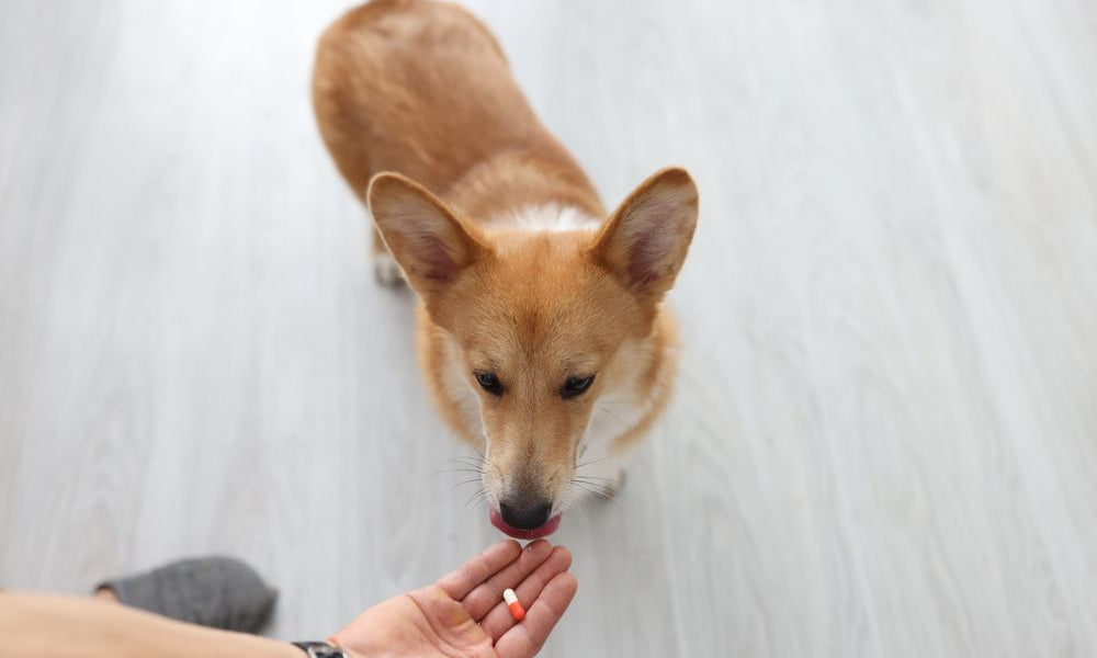 cane prende la pillola dalla mano del proprietario 