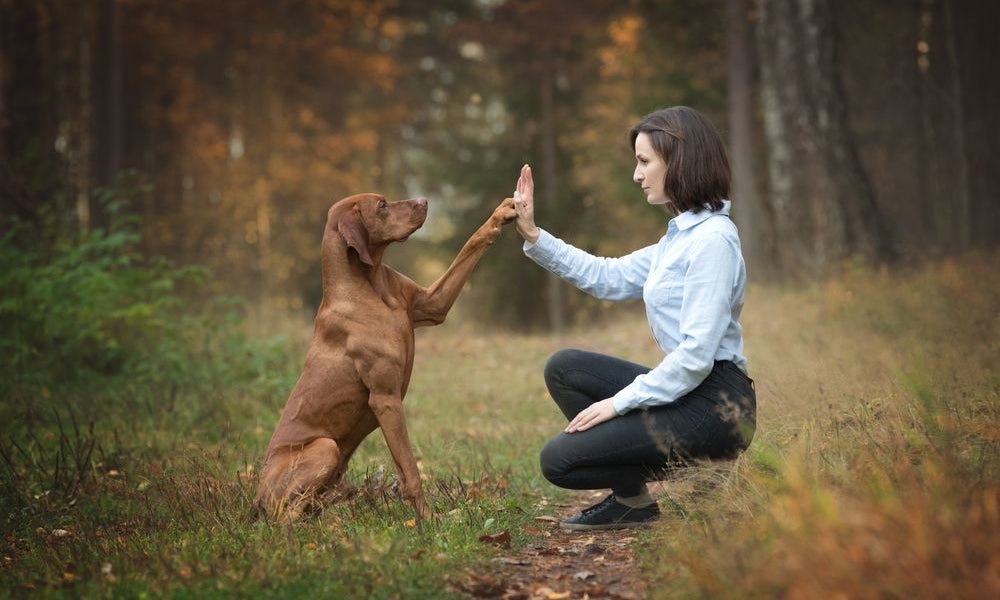  Cane che dà il cinque alla sua proprietaria