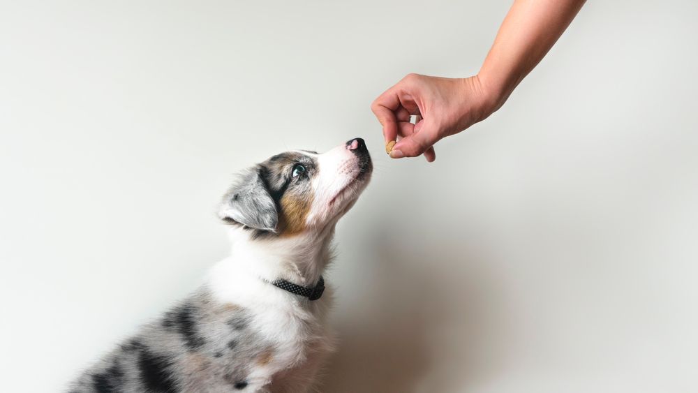 cucciolo impara ad essere addestrato con il rinforzo positivo