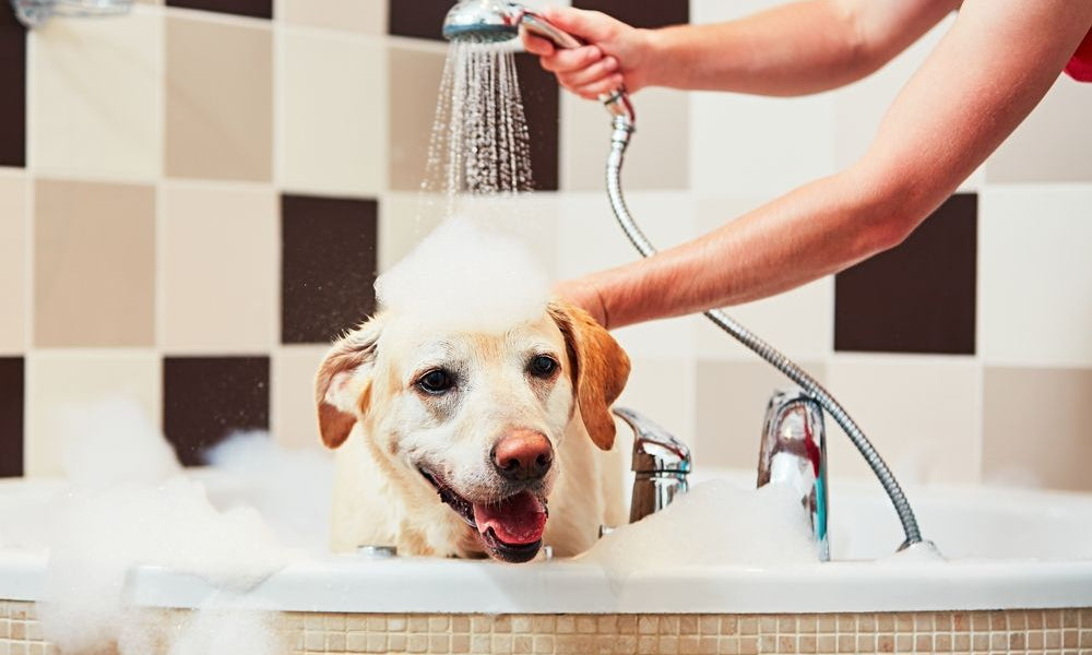 ALT TEXT: labrador insaponato in una vasca da bagno