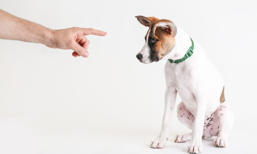 dito indica un cane per sgridarlo