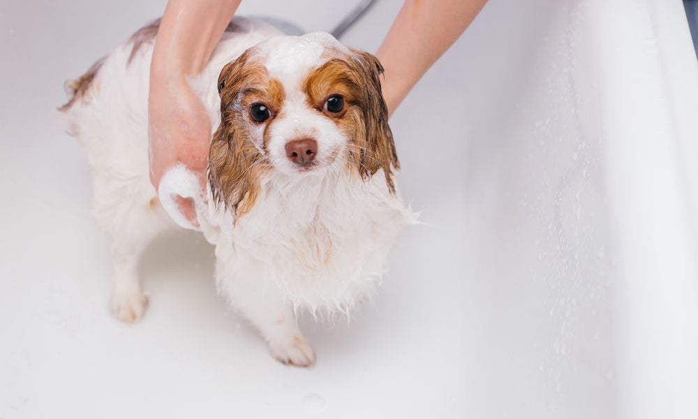 cucciolo di cane si fa il bagnetto nella vasca