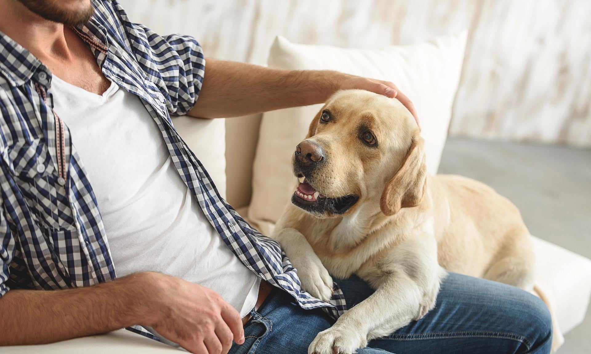 ragazzo che accarezza il cane