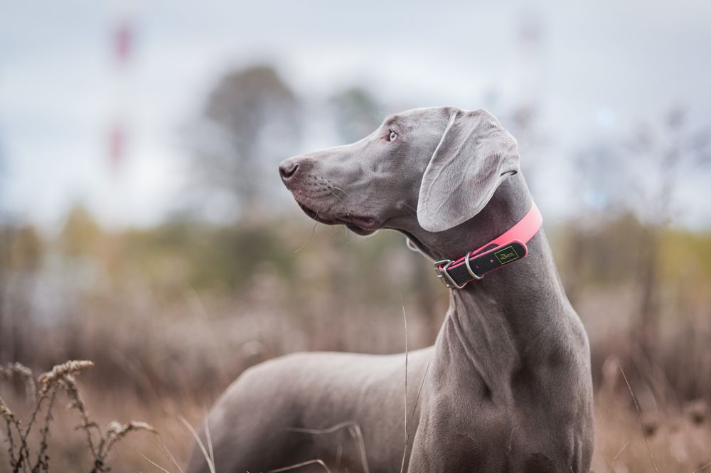 Weimaraner gigante best sale