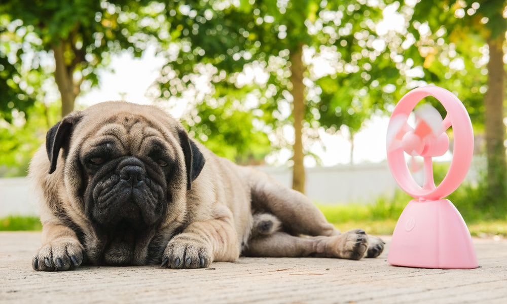 cane carlino che gioca con ventola rosa in una giornata molto calda