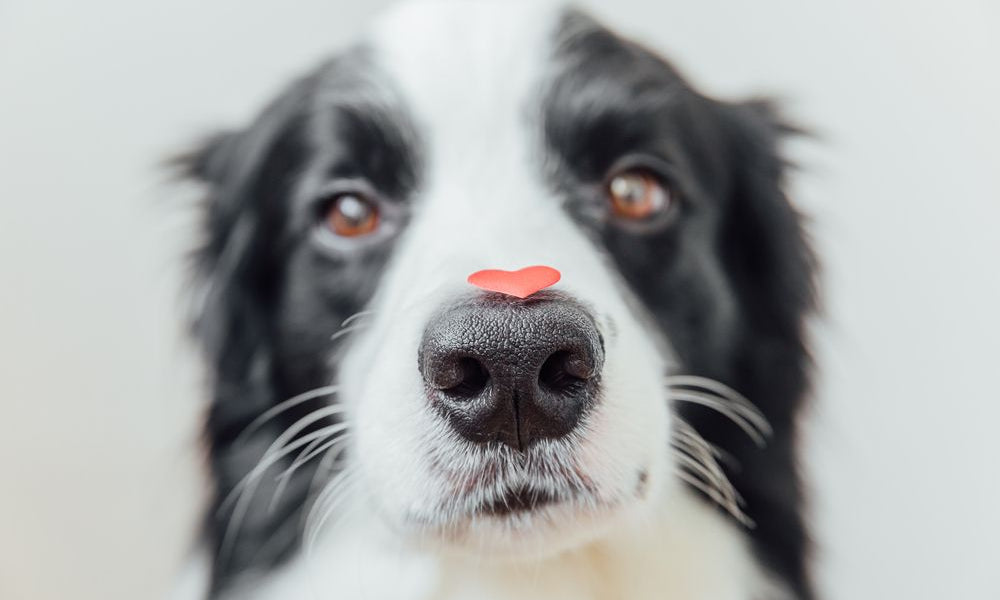 focus sul naso del cane con un cuoricino rosso