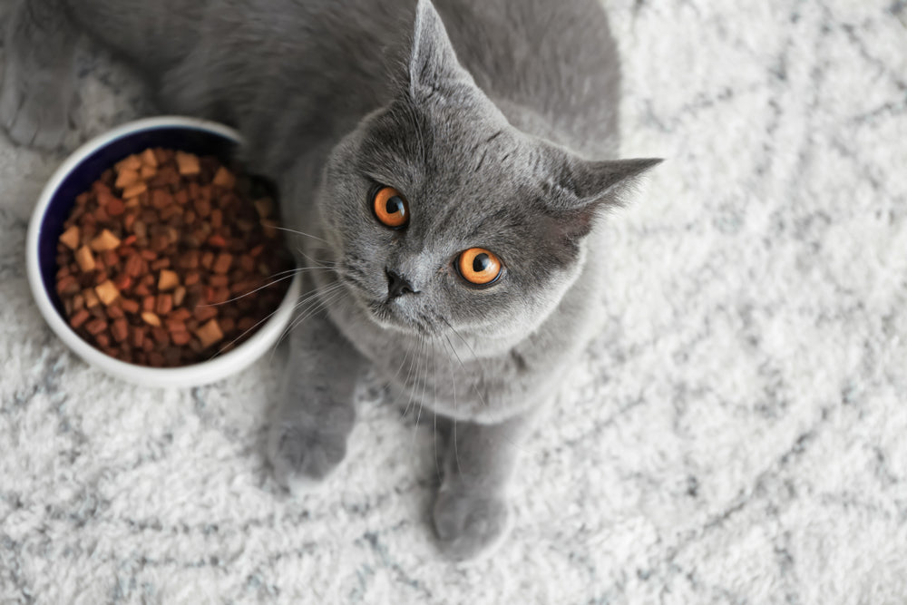 Gatto grigio con affianco una ciotola di crocchette