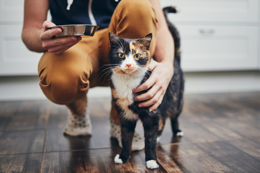 Uomo che tiene la ciotola con il cibo per il suo gatto