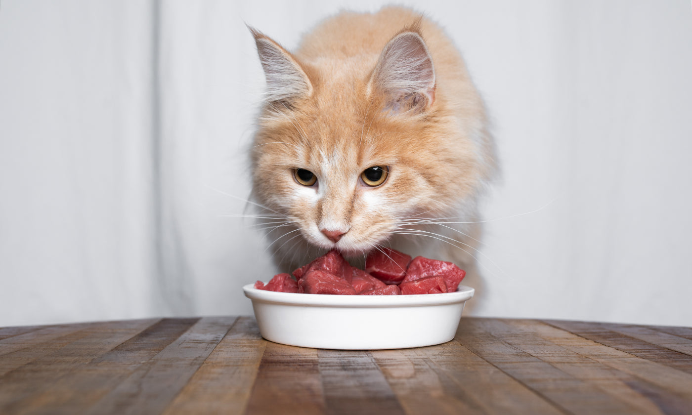 gatto mangia carne da un piattino