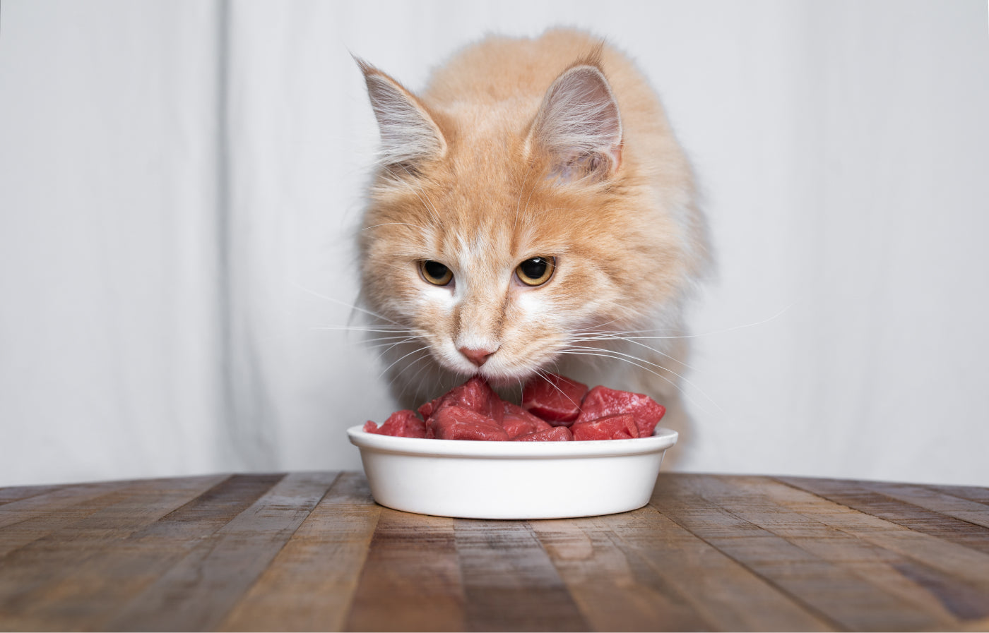 gatto mangia carne da un piattino