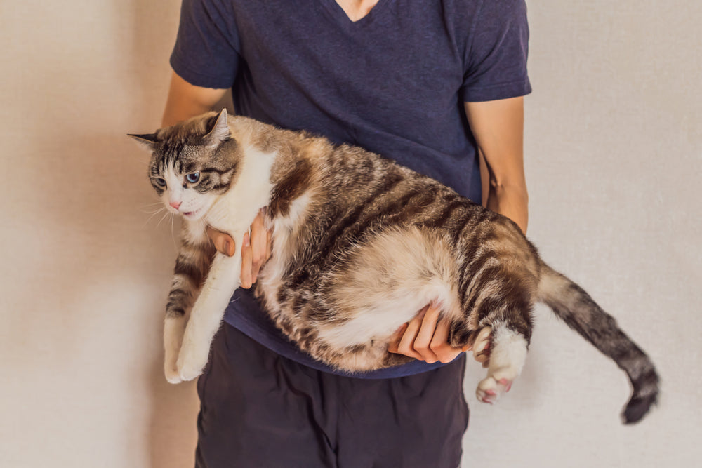 ragazzo tiene in braccio gatto obeso