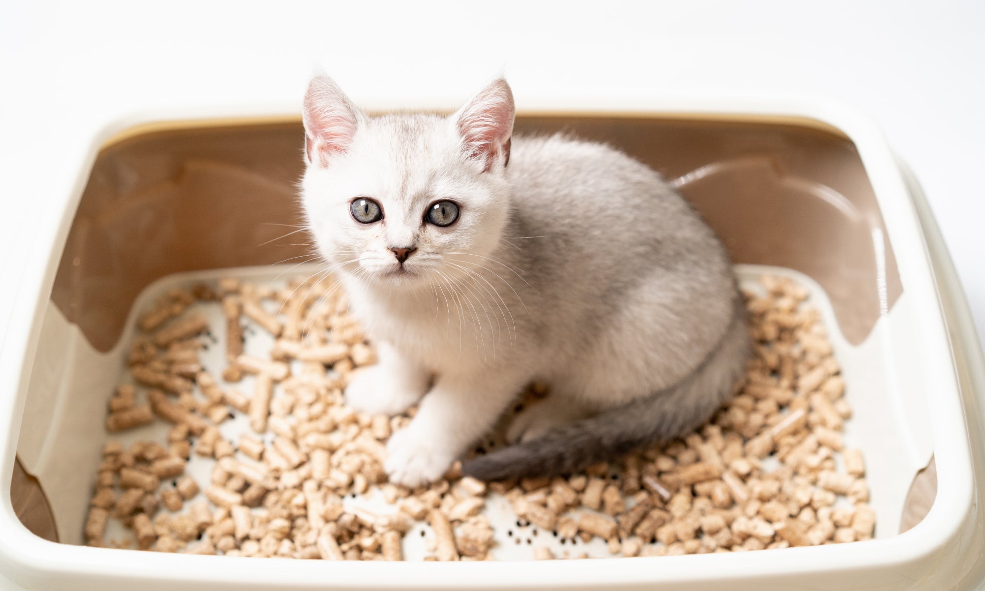 gattino bianco nella lettiera