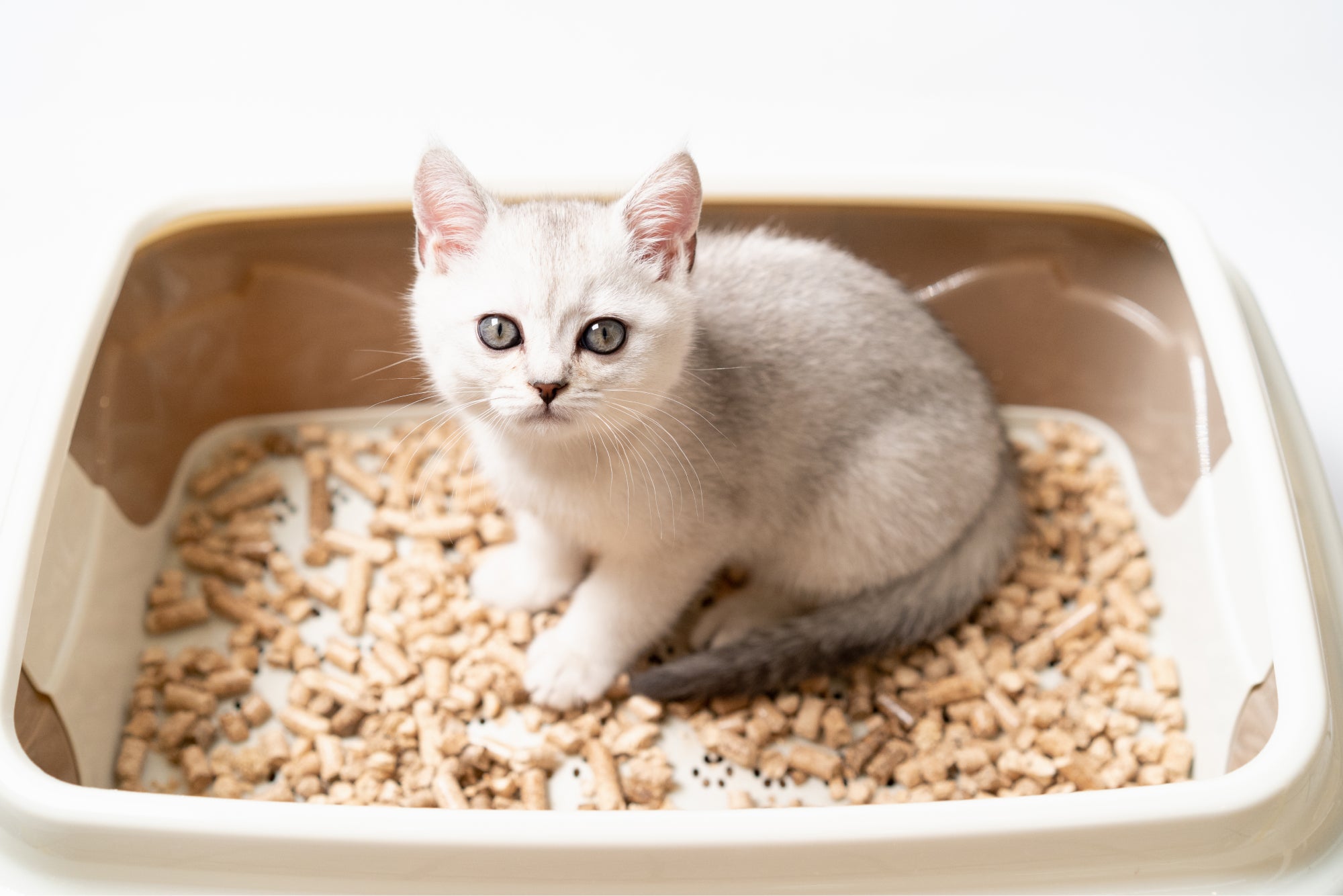 gattino bianco nella lettiera