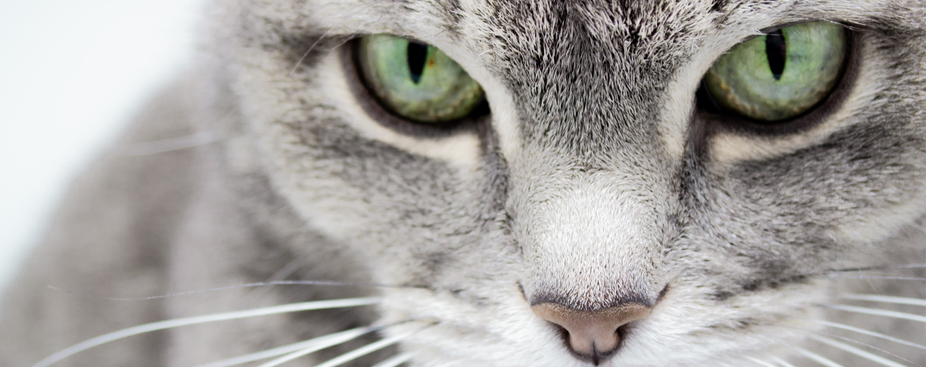 primo piano occhi verdi di gatto