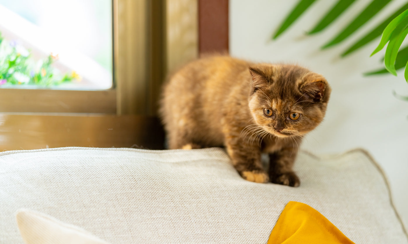 gattino da appartamento su un divano