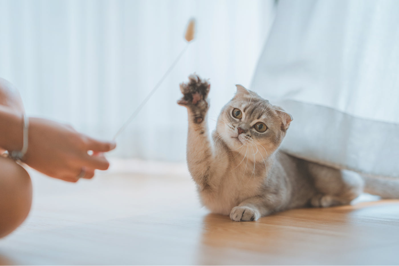 gatto grigio gioca con un bastoncino con la sua padrona