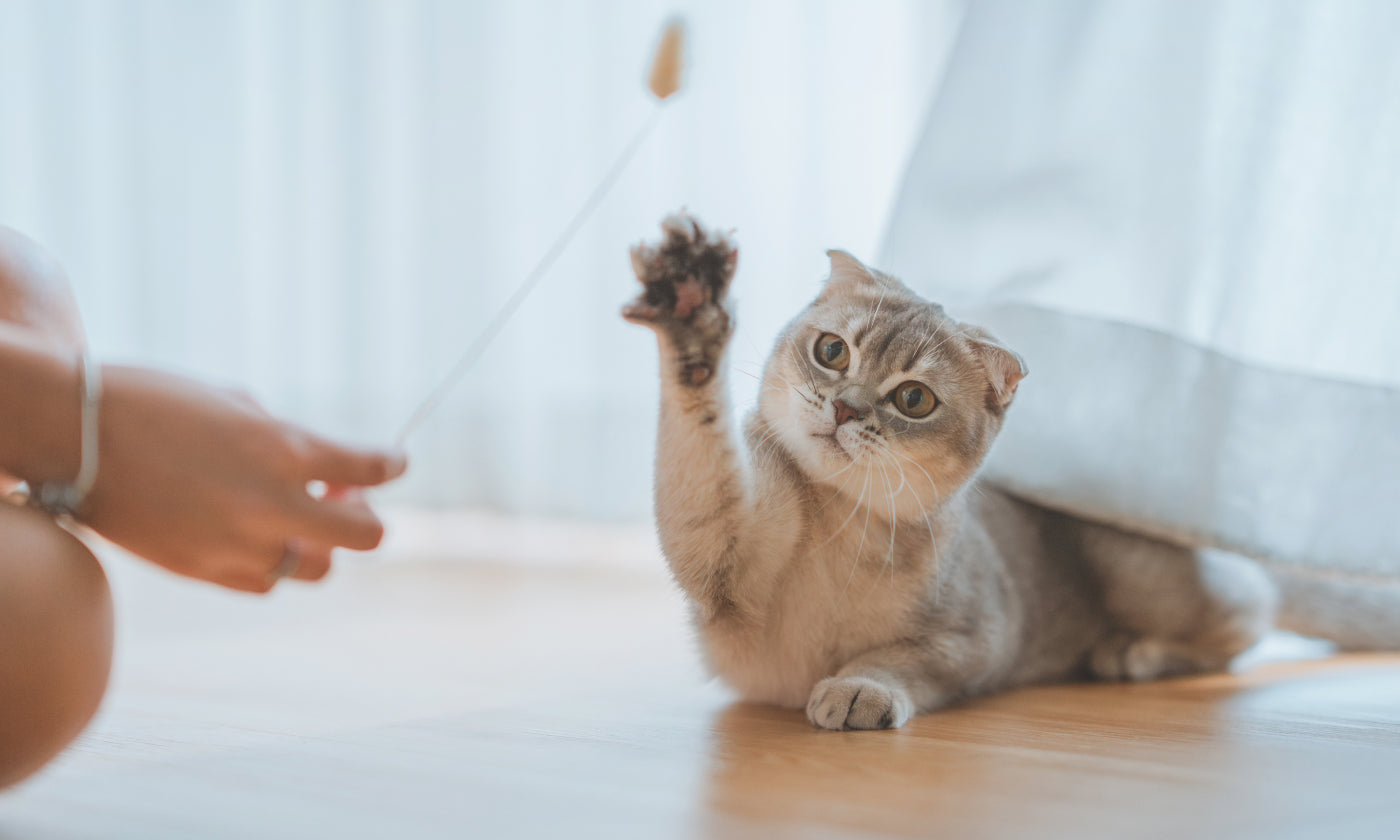 gatto grigio gioca con un bastoncino con la sua padrona