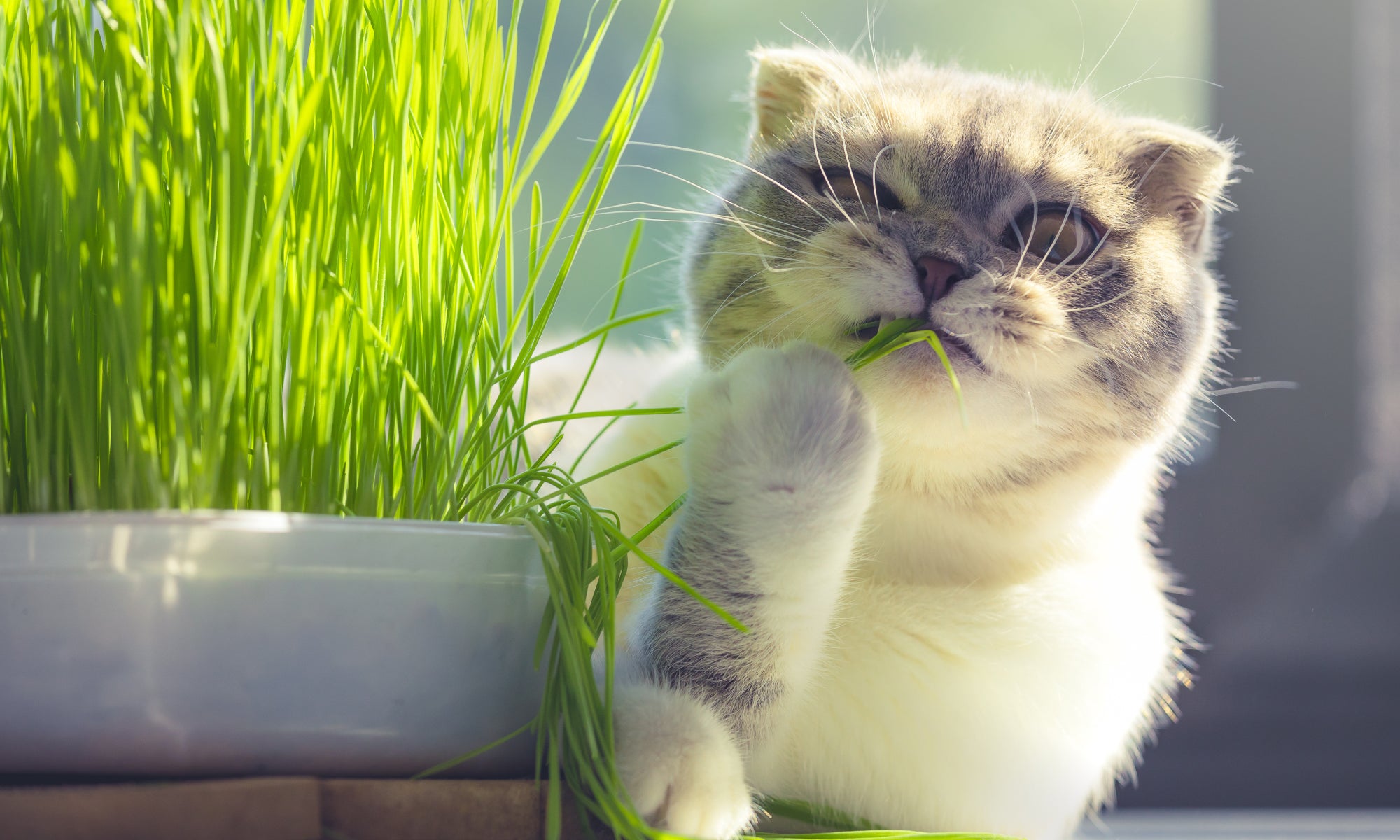 gatto mangia erba da un vaso