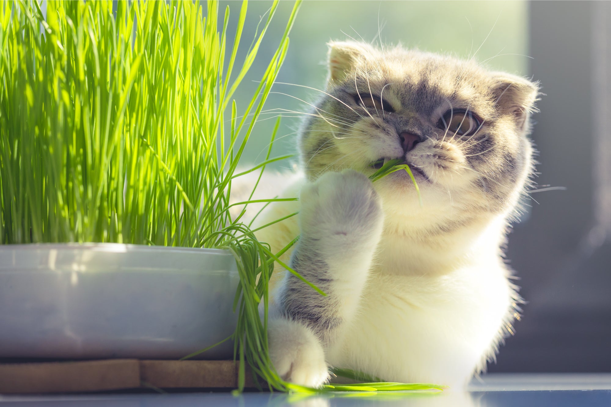 gatto mangia erba da un vaso